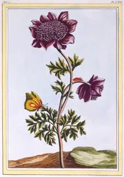 Garten-Anemone (Windblume), ca. 1776